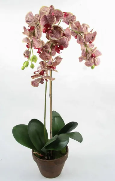Hovedbilde Kunstig Orkide 75 cm
